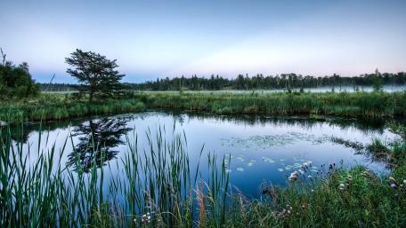 Serene Reflections on a Tranquil Pond wallpaper