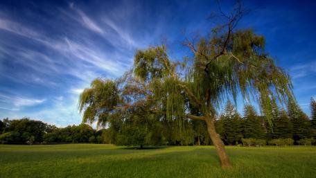 Serene Willow Tree Under a Blue Sky wallpaper