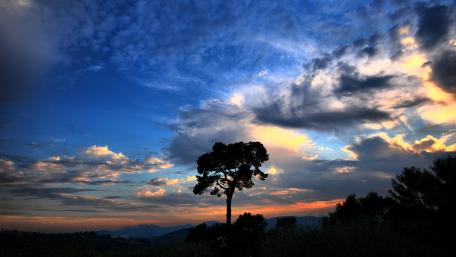 Majestic Sunset Over a Solitary Tree in the Sky wallpaper