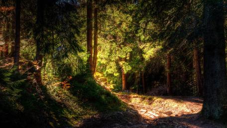 Enchanted Forest Pathway Awaits Exploration wallpaper