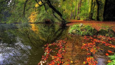 Serene Autumn Reflections in Nature wallpaper