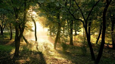 Serene Forest with Glowing Sunlight wallpaper