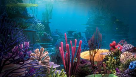 Colorful Coral Kingdom Beneath the Waves wallpaper