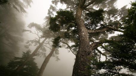 Mysterious Pines in the Foggy Forest wallpaper