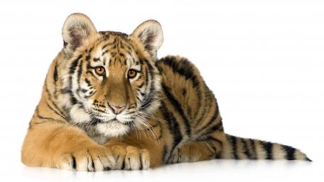 Majestic Tiger Relaxing Elegantly wallpaper