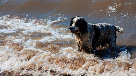 Playful Dog Enjoys Splashing at the Beach wallpaper