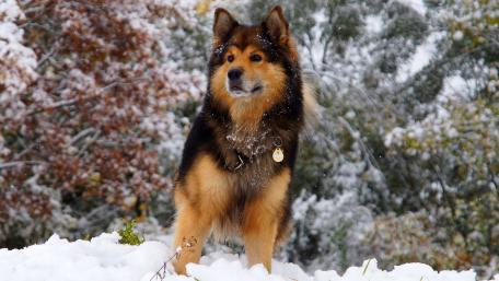 Majestic Dog in Winter Wonderland wallpaper