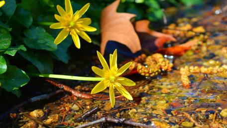 Golden Blooms Amidst Nature's Tranquility wallpaper