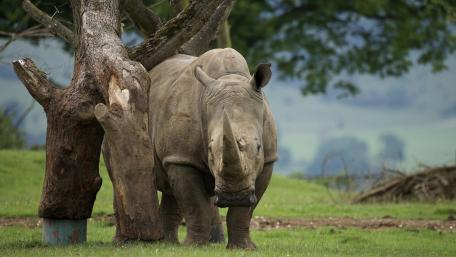Majestic Rhino in Natural Habitat wallpaper