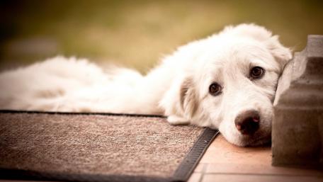 Gentle Giant in a Relaxed Moment wallpaper
