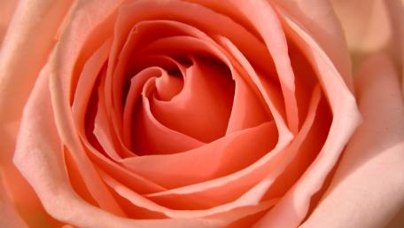 Delicate Peach Rose in Full Bloom wallpaper