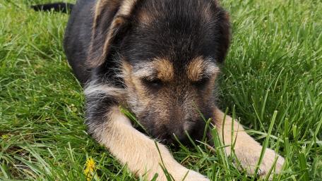 Dog wallpaper