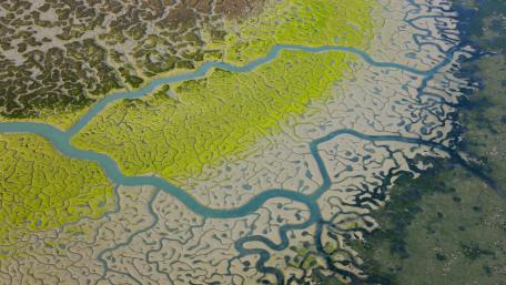 Intricate Patterns of Nature's Palette wallpaper