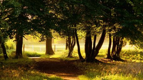 Serene Forest Pathway at Sunrise wallpaper