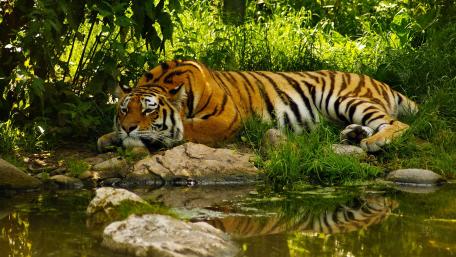 Majestic Tiger in Tranquil Surroundings wallpaper