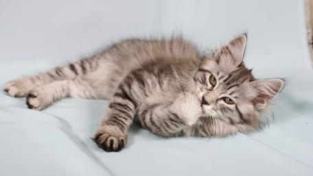 Playful Siberian Kitten Relaxing on Soft Surface wallpaper