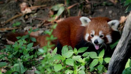 Cute Red Panda in Natural Habitat wallpaper