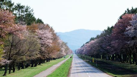 Blossoming Pathway Through Nature's Beauty wallpaper
