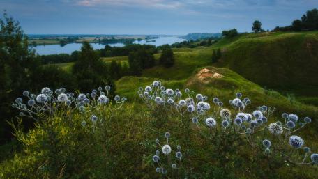 Serene River Valley with Wildflowers wallpaper