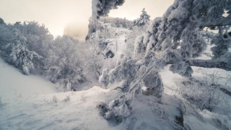 Winter Wonderland in Frosty Bliss wallpaper
