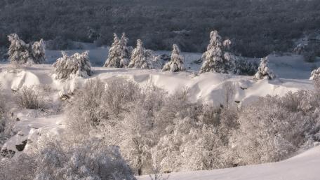Winter Wonderland in Serene Silence wallpaper