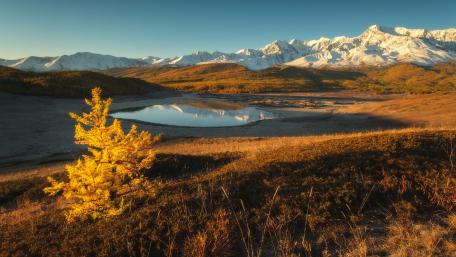Golden Serenity in Nature's Embrace wallpaper