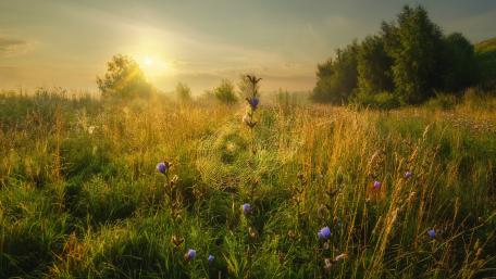Serenity of Morning Dew in Nature's Embrace wallpaper
