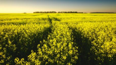 Golden Fields Under a Clear Sky wallpaper
