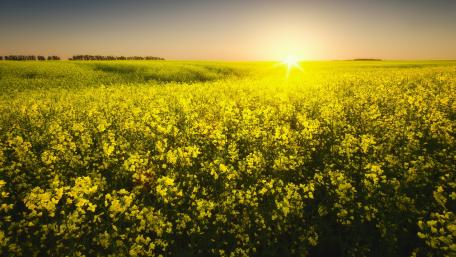Golden Horizon Over Blooming Fields wallpaper
