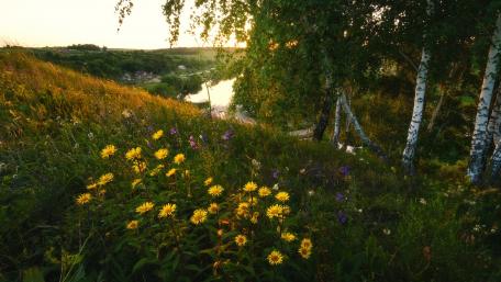 Serene Meadow at Sunrise with Blooming Wildflowers wallpaper