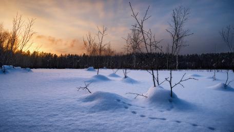 Winter Serenity in Snowy Landscape wallpaper