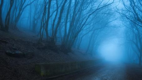 Mysterious Foggy Forest Pathway wallpaper