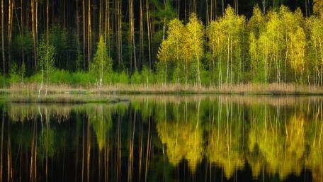 Serene Forest Reflections in Autumn wallpaper