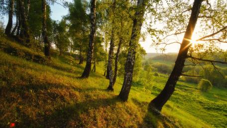 Golden Hour in Serene Forest Landscape wallpaper