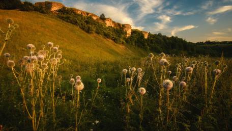 Wildflower Serenity in Golden Hour Glow wallpaper