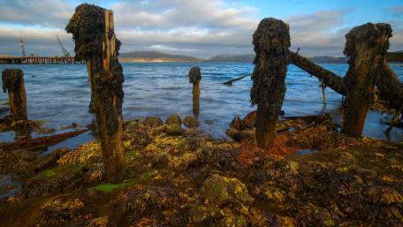 Eerie Beauty of Nature's Shoreline wallpaper