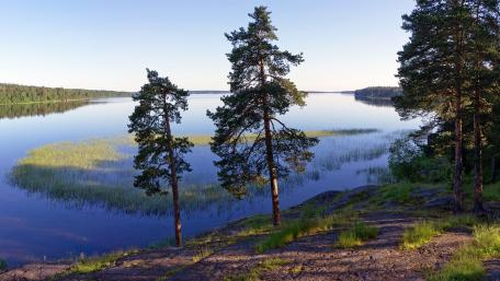 Tranquil Lakeview with Lush Pines wallpaper