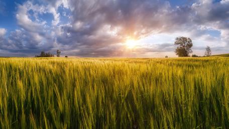 Golden Fields Under a Dramatic Sky wallpaper
