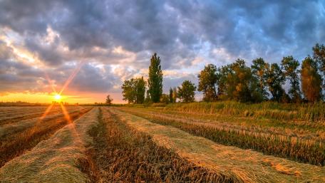 Golden Sunrise Over Serene Fields wallpaper