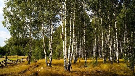 Serene Birch Grove in Summer Sunshine wallpaper