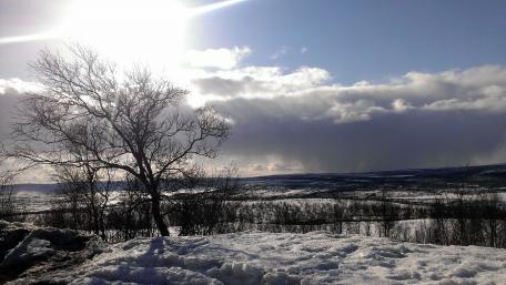 Stunning Winter Landscape with Tree Silhouette wallpaper
