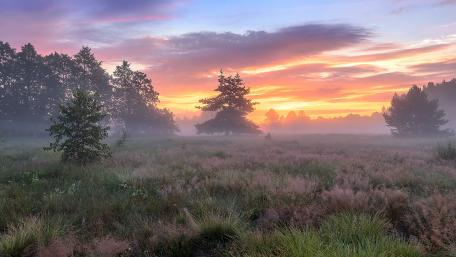 Misty Sunrise Over a Serene Meadow wallpaper