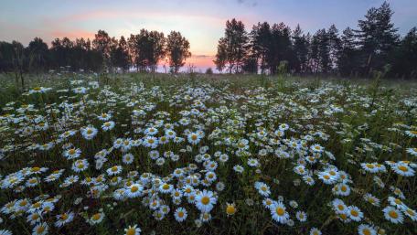 Blooming Daisy Meadow at Dawn wallpaper