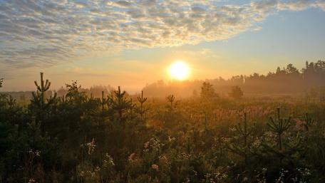 Serene Sunrise Over Misty Meadows wallpaper