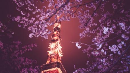 Tokyo Tower Illuminated by Blossoms Under a Starry Sky wallpaper