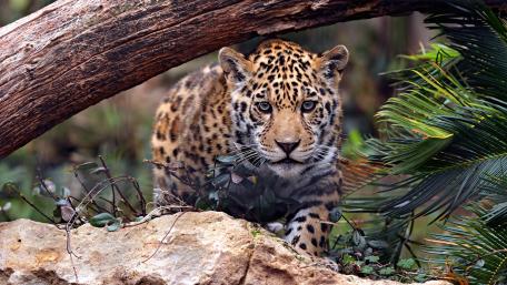 Majestic Jaguar in Its Natural Habitat wallpaper