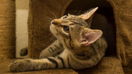 Playful Tabby Cat in Cozy Environment wallpaper