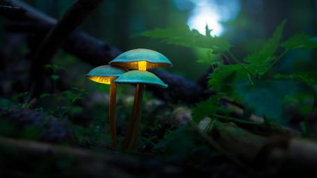 Mystical Glowing Mushrooms in Enchanted Forest Light wallpaper