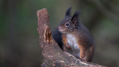 Charming Squirrel on a Log Scene wallpaper