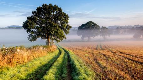 Tranquil Morning Fog in the Countryside wallpaper
